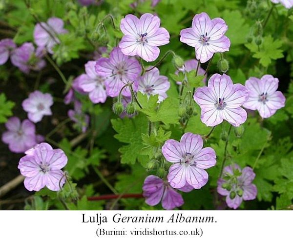 Lulja Geranium Albanum