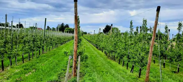Meinier - pemë frutore