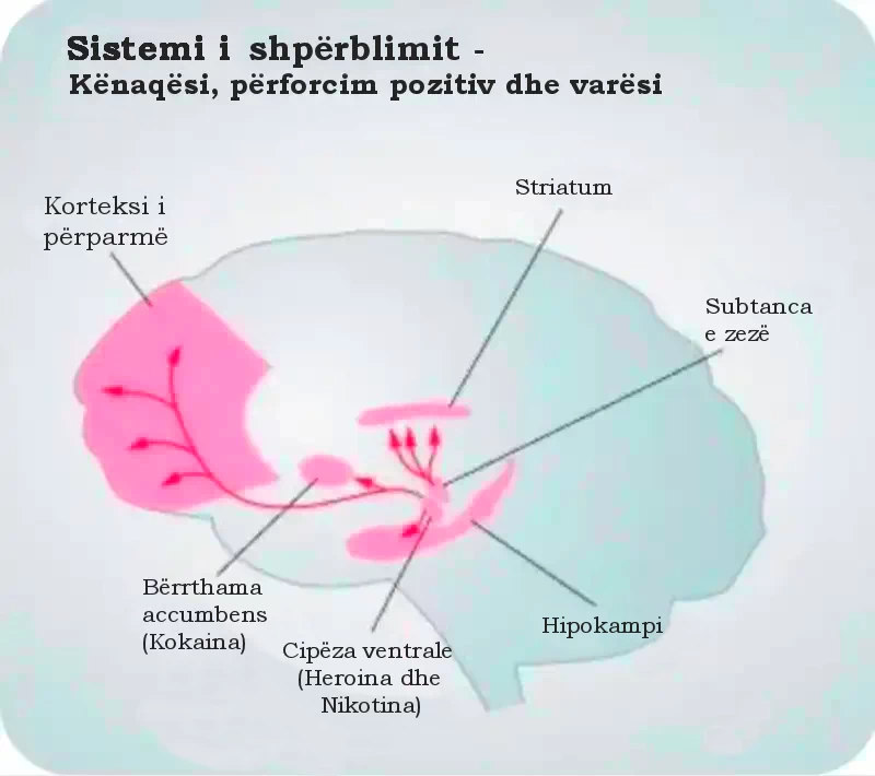 Sistemi i shpërblimit i trurit