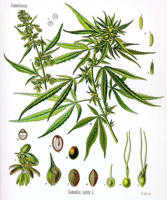 Cannabis sativa - Koehler drawing