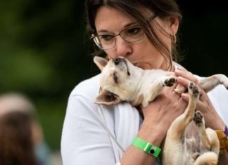 Pronarët e qenve si mëkatarë të klimës? Studimi tregon se sa të dëmshëm janë miqtë me katër këmbë për mjedisin Hund Öeko Umwelt CO2 klima studie Berlin
