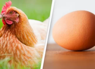 Pula apo veja, cila ishte e para? Chicken - egg - came first