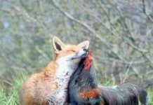 E LAGU, S’E LAGU BISHTIN DHELPRA NË LUMË?!… Dhelpra dhe pula