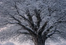 Rrap shekullor Rrap në borë