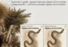 Filatelia e Kosovës – konsistente në promovimin e ruajtjes biodiversitetit Filatelia e Kosovës dhe biodiversiteti