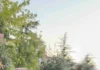 Fuksat e pushtetit, ata spiunët, agjentët e fshehtë, që hanë bukë në bythë të pushtetit… Fuksi