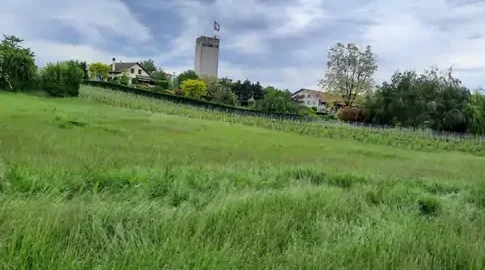 Meinier