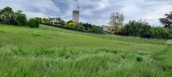 Meinier Meinier