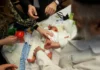 DITË PUSHIMI ZYRTARE PËR PRERJEN E RRUSHIT… Circumcision