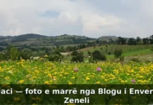 PËRPELLAC I LASHTËSISË Përpellaci