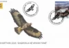 Pullat e vitit 2026 – Biodiversitet, Kulturë dhe Digjitalizim Pullë - Fauna shqiptare